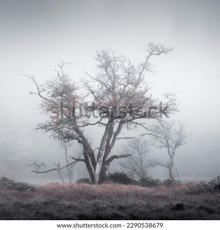 Foggy tree, spooky tree, frozen tree
