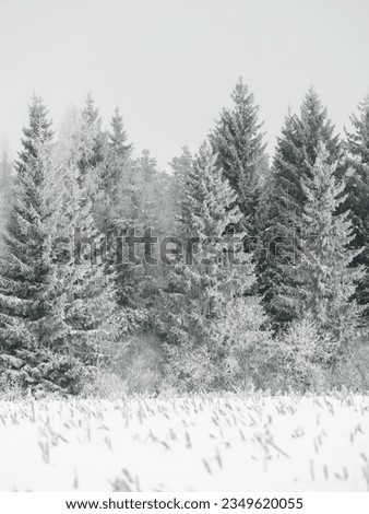 Foggy tree trunks amd branches in winter mist with white snow and frost