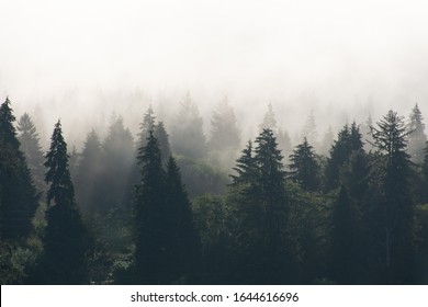 Foggy Treeline Douglas Firs Forest