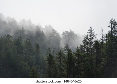 Foggy Trees Of The Pacific Northwest Forest