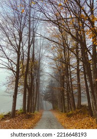 Foggy Vermont Fall Foliage Street