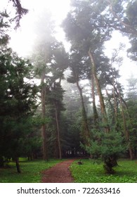 Foggy vertical path in forest
