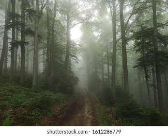 Foggy weather in Beskidy mountains, Poland - Powered by Shutterstock