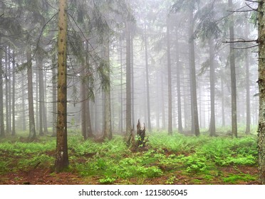 Foggy Weather In The Black Forest