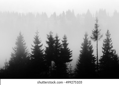 Forest Panorama View Pines Spruce Nature Stock Vector (Royalty Free ...