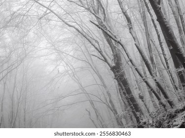 Foggy white winter in a frozen forest near a rural road - Powered by Shutterstock