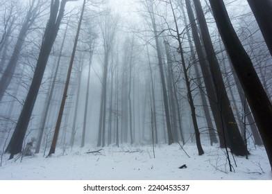 Foggy winter forest in the Carpathian mountains. Gloomy, cold day, dreary mood
