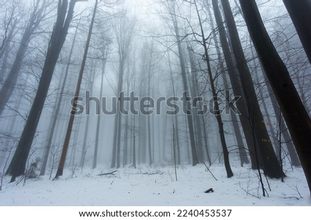 Foggy winter forest in the Carpathian mountains. Gloomy, cold day, dreary mood