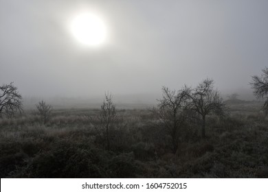 Foggy winter landscape with silhouettes of trees without leaves and sun blurred in the sky