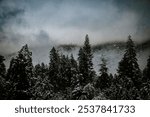 Foggy winter scape in the mountains with trees covered in snow