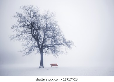 Foggy winter scene with leafless tree and red park bench in fog - Powered by Shutterstock