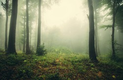 Foggy Woods, Green Landscape
