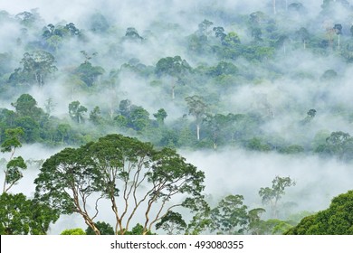 Dipterocarp forest Images, Stock Photos & Vectors | Shutterstock