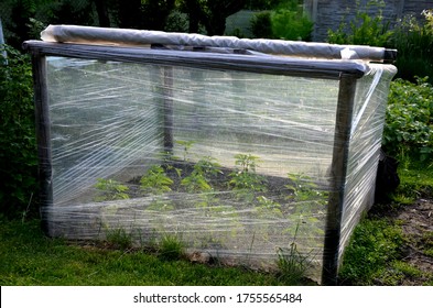 Foil Cover For Growing Vegetables Simply Made Of Shrink Wrap For Food Packaging Used To Grow Vegetables