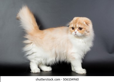 1,373 Scottish fold longhair Images, Stock Photos & Vectors | Shutterstock