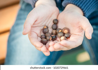 Folded children' hands full of small acorns