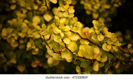 foliage