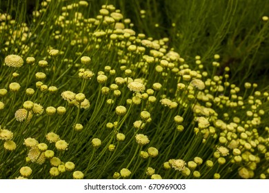 Foliage