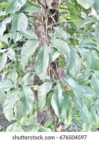 foliage