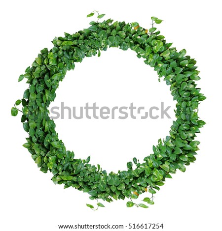 Foliage alphabet letter O, natural green leaves wreath of devil's ivy or golden pothos, isolated on white background.