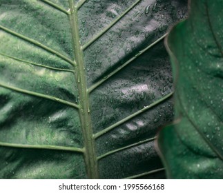 Foliage Anthurium Plant. Natural Leaves With Moody Dark Green Color And Water Droplets Texture Abstract Background. Focus On Background. Nature, Organic, Green Theme, Or Earth Day Backdrop Concept.