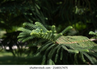 Foliage Of An Araucaria Tree