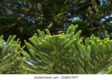 Foliage Of An Araucaria Tree