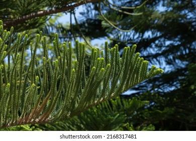 Foliage Of An Araucaria Tree