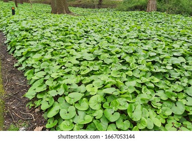 Foliage Of Asarum Canadense Or Canada Wild Ginger, In The Park. 
