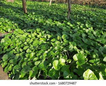 Foliage Of Asarum Canadense Or Canada Wild Ginger, In The Park. 