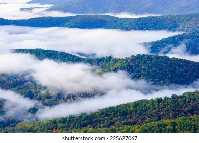 Foliage Of Autumn Forest In Shenandoah National Park In Virginia, United States 