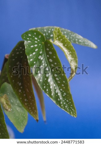 Foliage of Begonia 