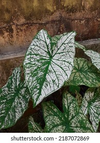 Foliage In Colombian Forest Leaves