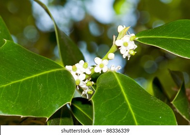 Holly hd image Holly Flower Hd Stock Images Shutterstock