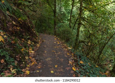 Foliage In Forest Park, Portland Oregon