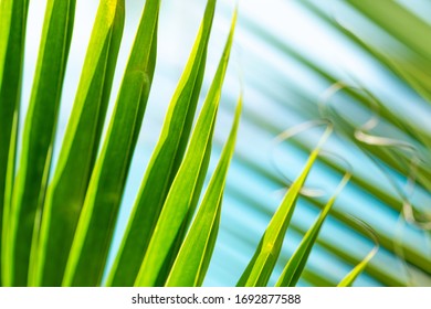 Foliage Green Palm Tree Leaf Background In Front Of The White And Blue Sky