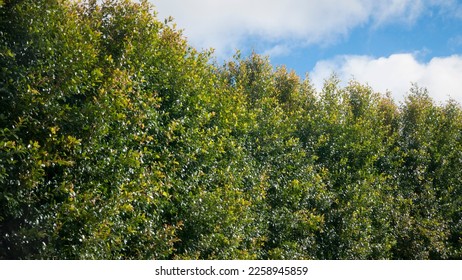 Foliage of hedge bush on a sunny day