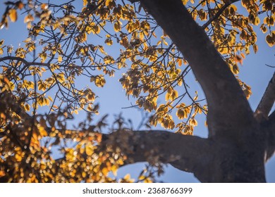 The foliage of a hundred-year-old banyan tree has young red leaves against the blue sky - Shutterstock ID 2368766399