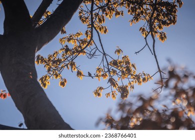 The foliage of a hundred-year-old banyan tree has young red leaves against the blue sky - Shutterstock ID 2368766401
