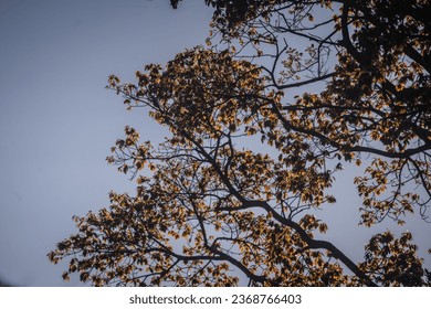 The foliage of a hundred-year-old banyan tree has young red leaves against the blue sky - Shutterstock ID 2368766403