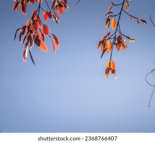 The foliage of a hundred-year-old banyan tree has young red leaves against the blue sky - Shutterstock ID 2368766407