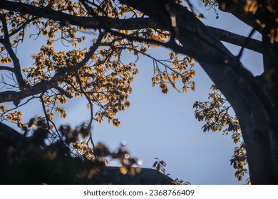 The foliage of a hundred-year-old banyan tree has young red leaves against the blue sky - Shutterstock ID 2368766409