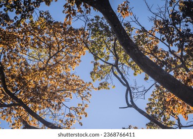 The foliage of a hundred-year-old banyan tree has young red leaves against the blue sky - Shutterstock ID 2368766411