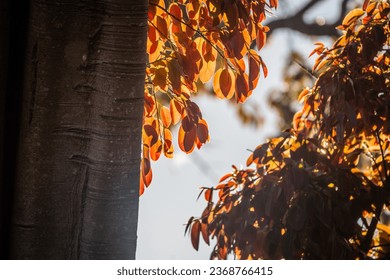 The foliage of a hundred-year-old banyan tree has young red leaves against the blue sky - Shutterstock ID 2368766415