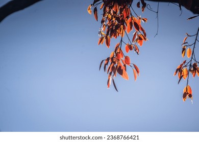 The foliage of a hundred-year-old banyan tree has young red leaves against the blue sky - Shutterstock ID 2368766421