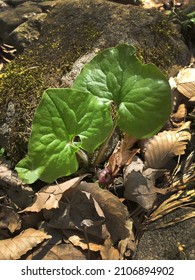 The Foliage (leaves) Of Canada Wild Ginger (Asarum Canadense)