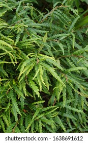 The foliage (leaves) of the ground-covering deciduous shrub known as sweetfern or sweet fern (Comptonia peregrina)