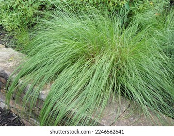 The foliage (leaves) of prairie dropseed (Sporobolus heterolepis) grass cascading over a low stone wall in a garden settng