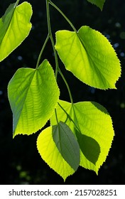 Foliage Of Lime Or Linden Tree (Tilia) Back Lit By Bright Springtime Sun Revealing Fine Structures And Veins Of Translucent Leaves. Macro Close Up Of Heart Shaped Silhouettes In Park In Essen Germany.