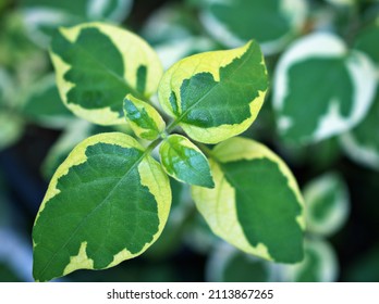 Foliage Lust Anastasia Hanging leaves Macro green leaf of flowers trailing plant ,Lourdes ,Chinese violet ,Asystasia Gangetica Acanthaceae ,Variegated Ganges Primrose ,mid-green ,variegated leaves